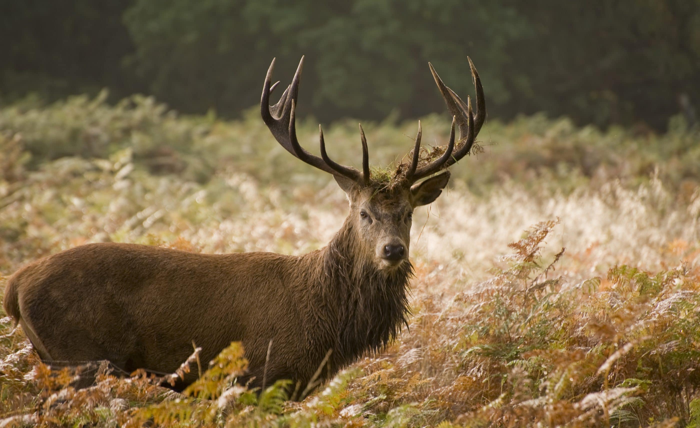 Red Deer in the Scottish Highlands