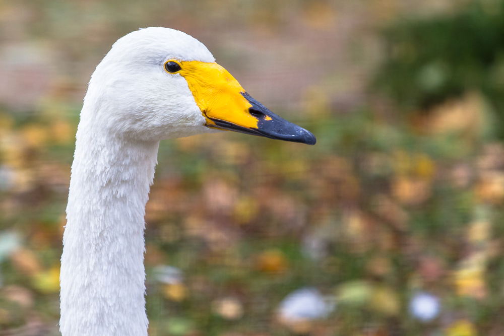 Close up of white Whooper Swan with yellow and black beak
