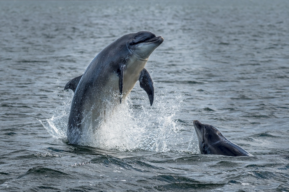 Wild Bottlenose Dolphins Jumping Out Of Ocean Water At The Moray