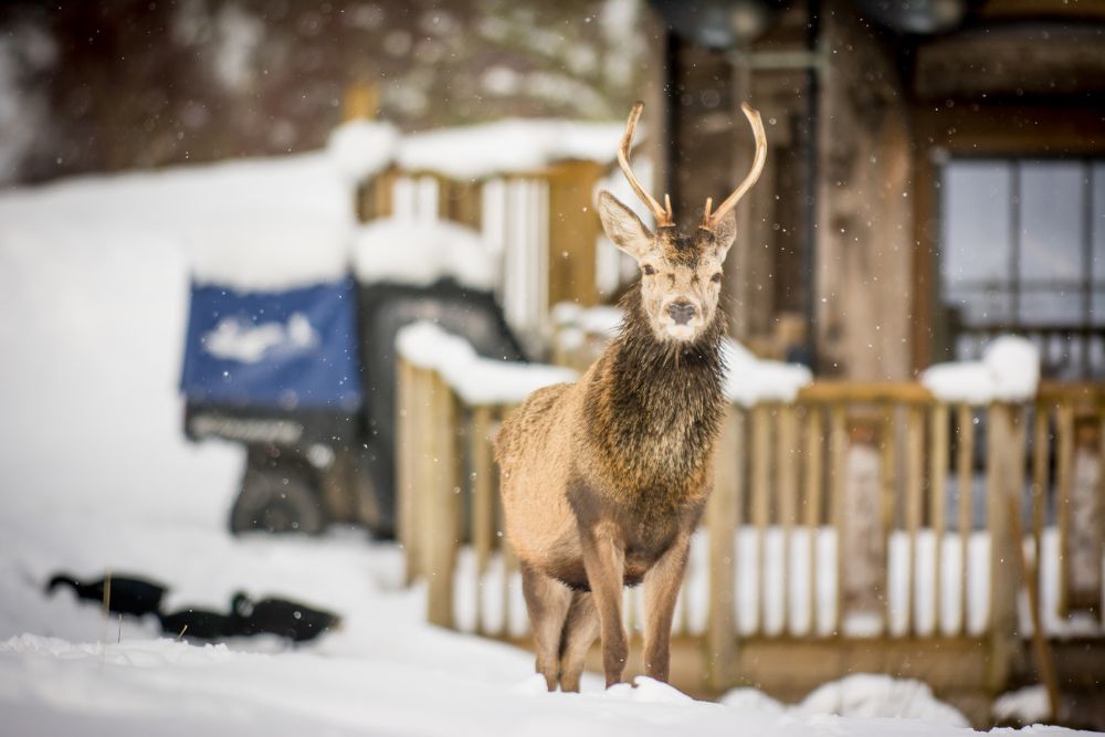 A stag standing in the snow with wet fur by Eagle Brae reception log cabin.