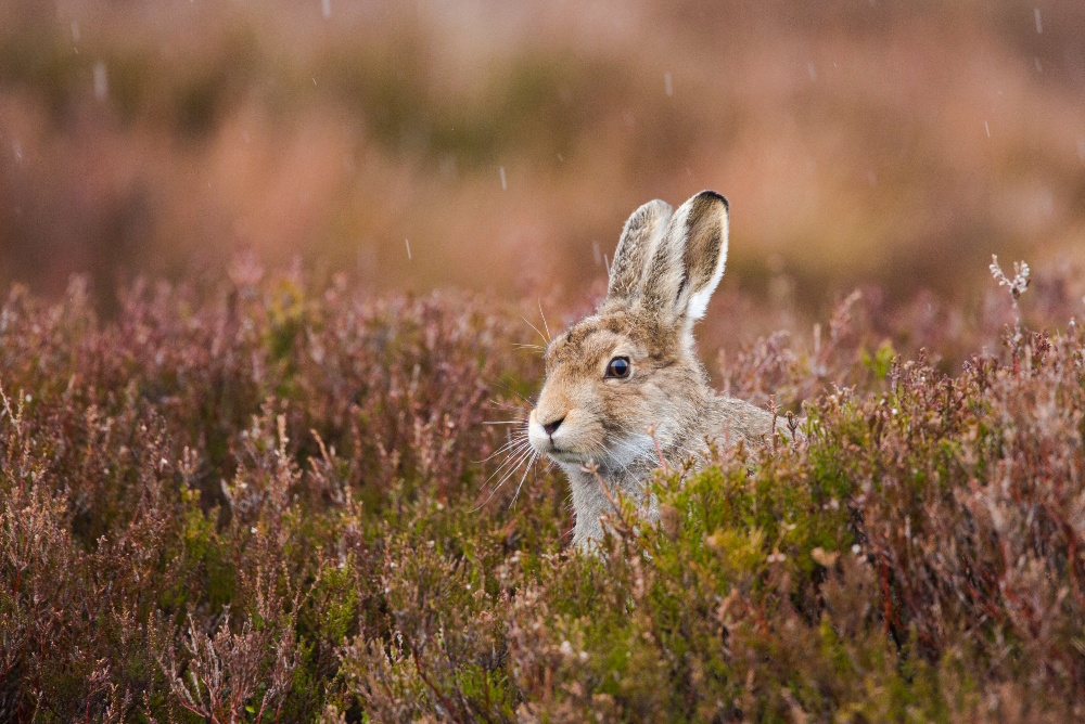 Young mountain hare with spring coat