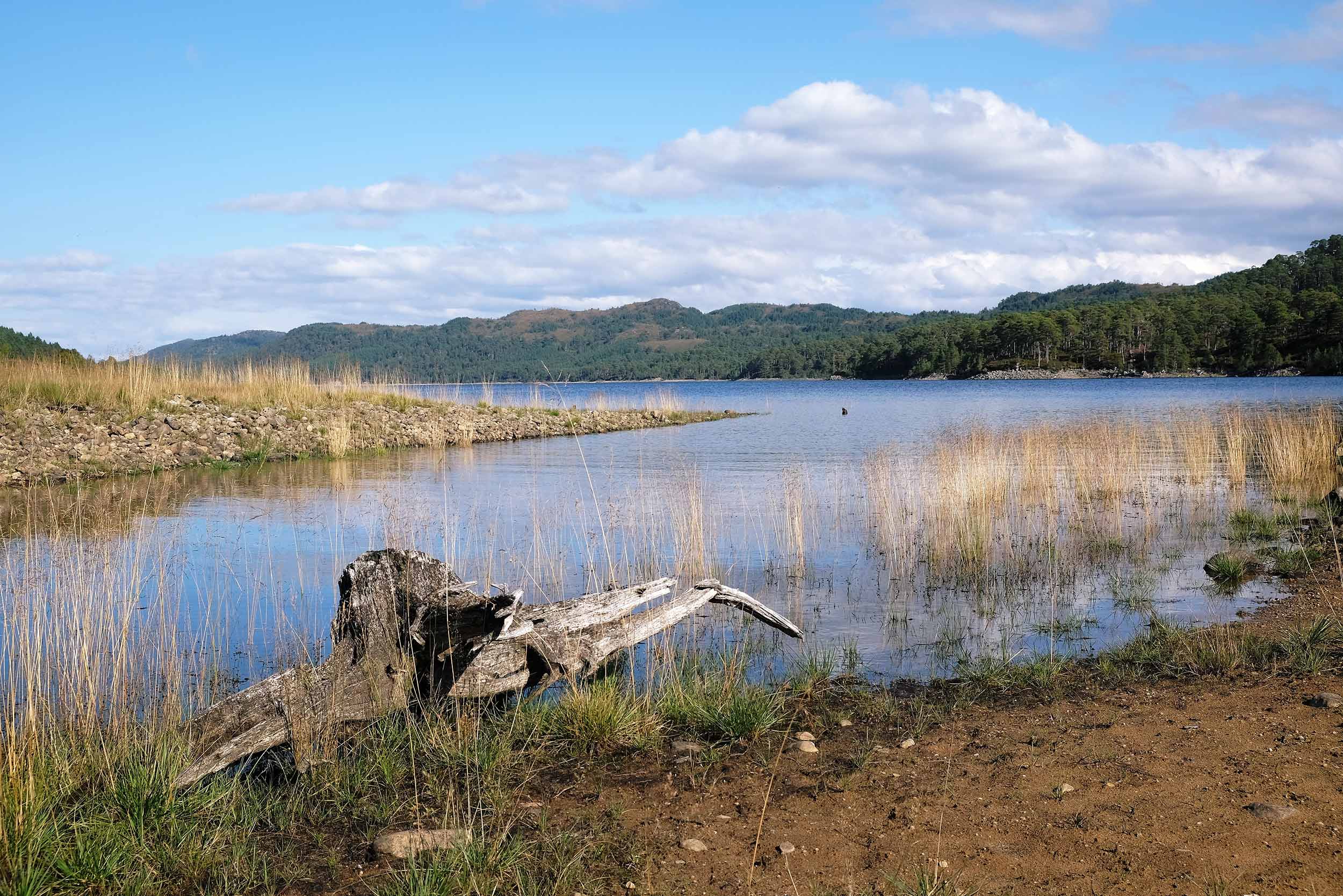 Riverside in Glen Affric