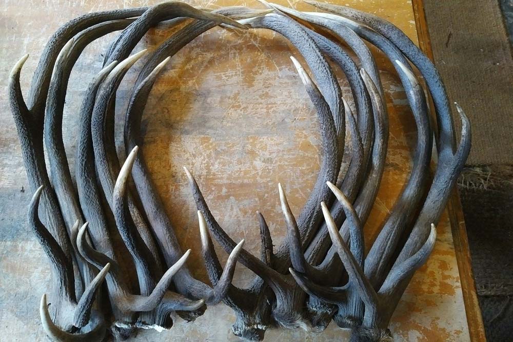 Antlers sorted and ready to assemble