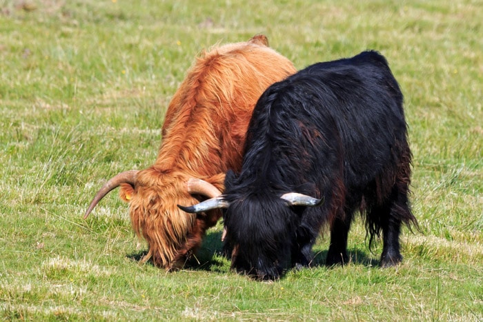 Two young highland cows grazing in a field