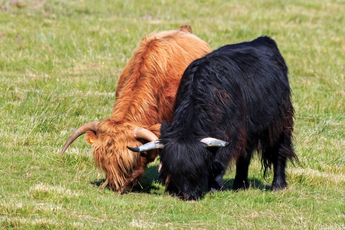 Scottish Highland Cows - Adorable Fluffy Long Haired Cow Facts!