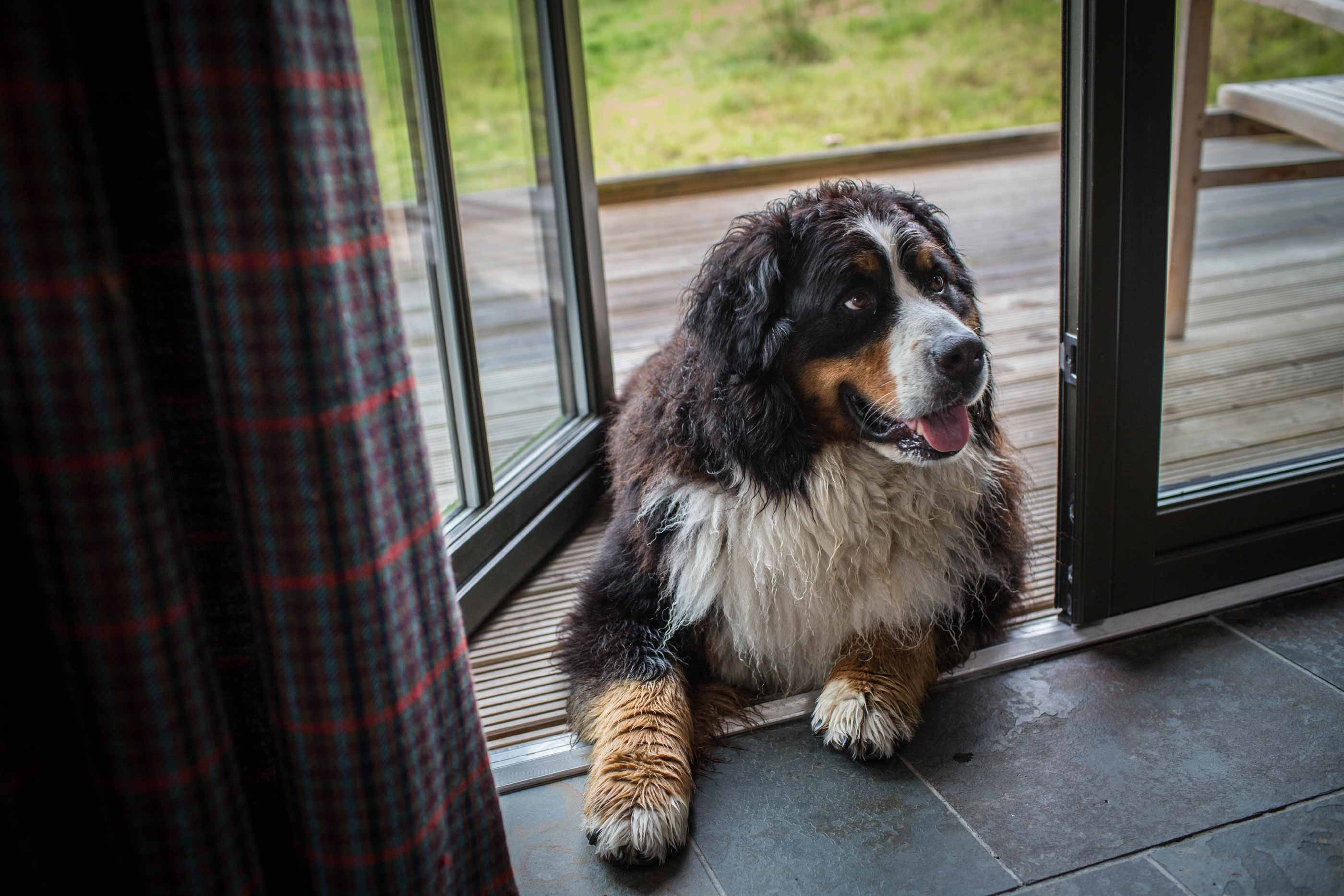 Kyla our Bernese Mountain Dog