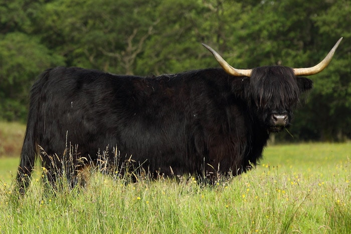 Black Highland Cow standing in a field