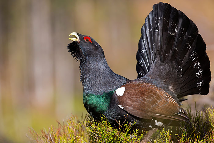 A capercaille in the Scottish Highlands