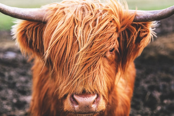 Close up of Highland cows face