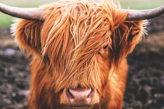 Scottish Highland Cows - Adorable Fluffy Long Haired Cow Facts!