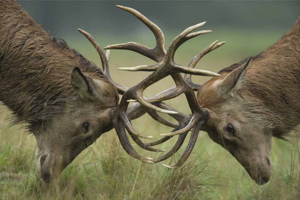 Two stags with locked antlers