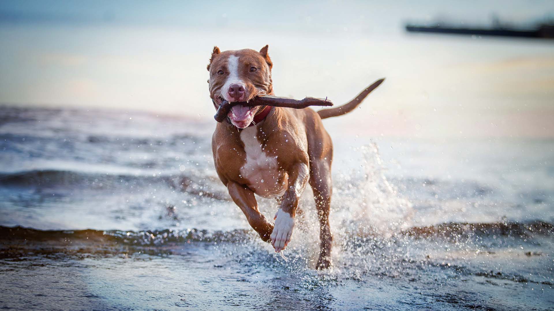 a dog running through water with a stick in his mouth