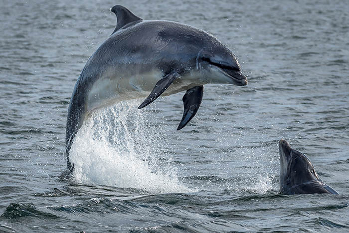 Highland day trips to watch dolphins playing