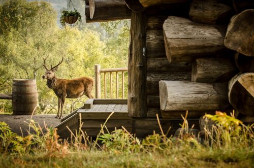 Deer standing in front of log cabin