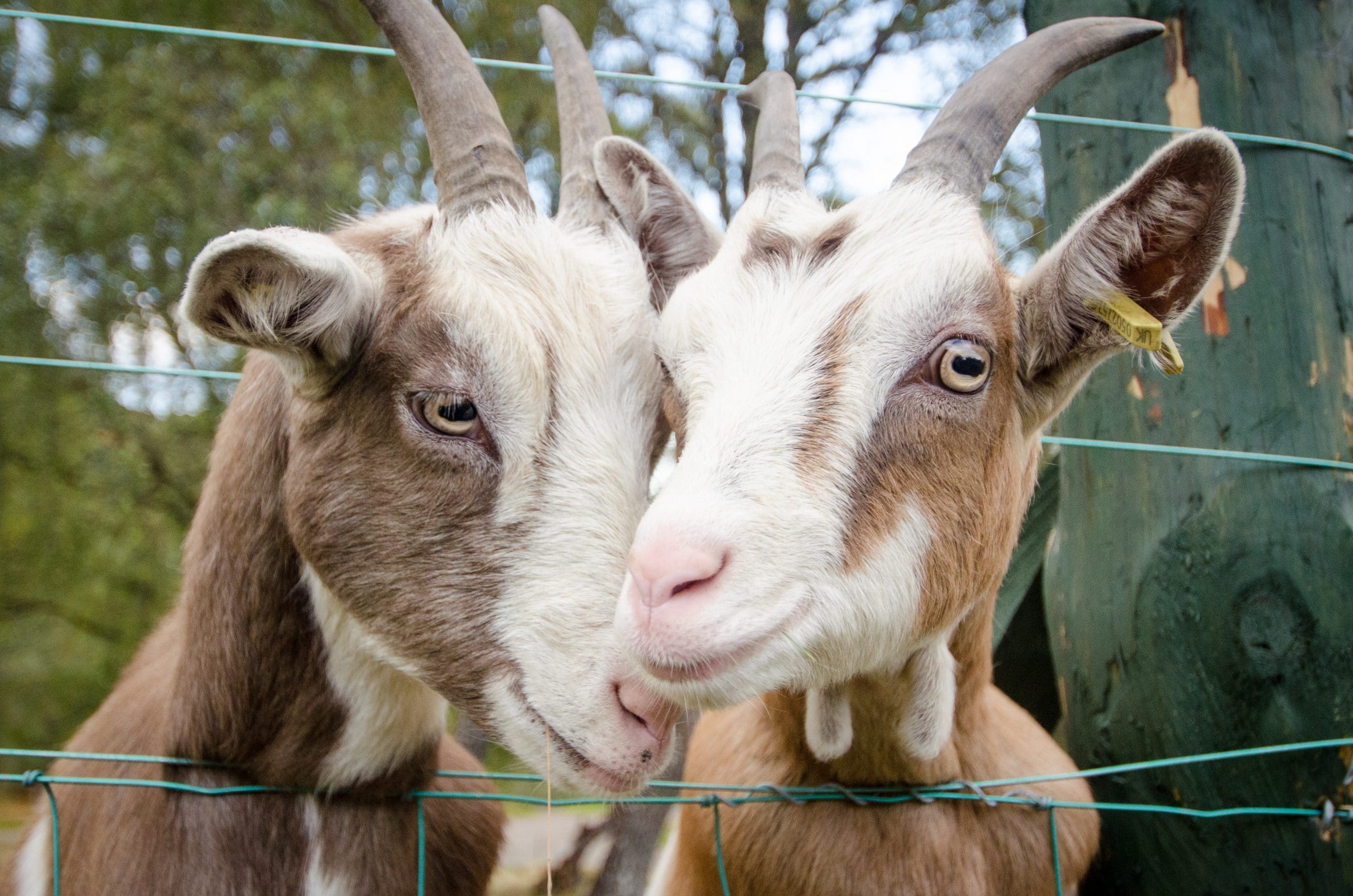 Two goats at Eagle Brae