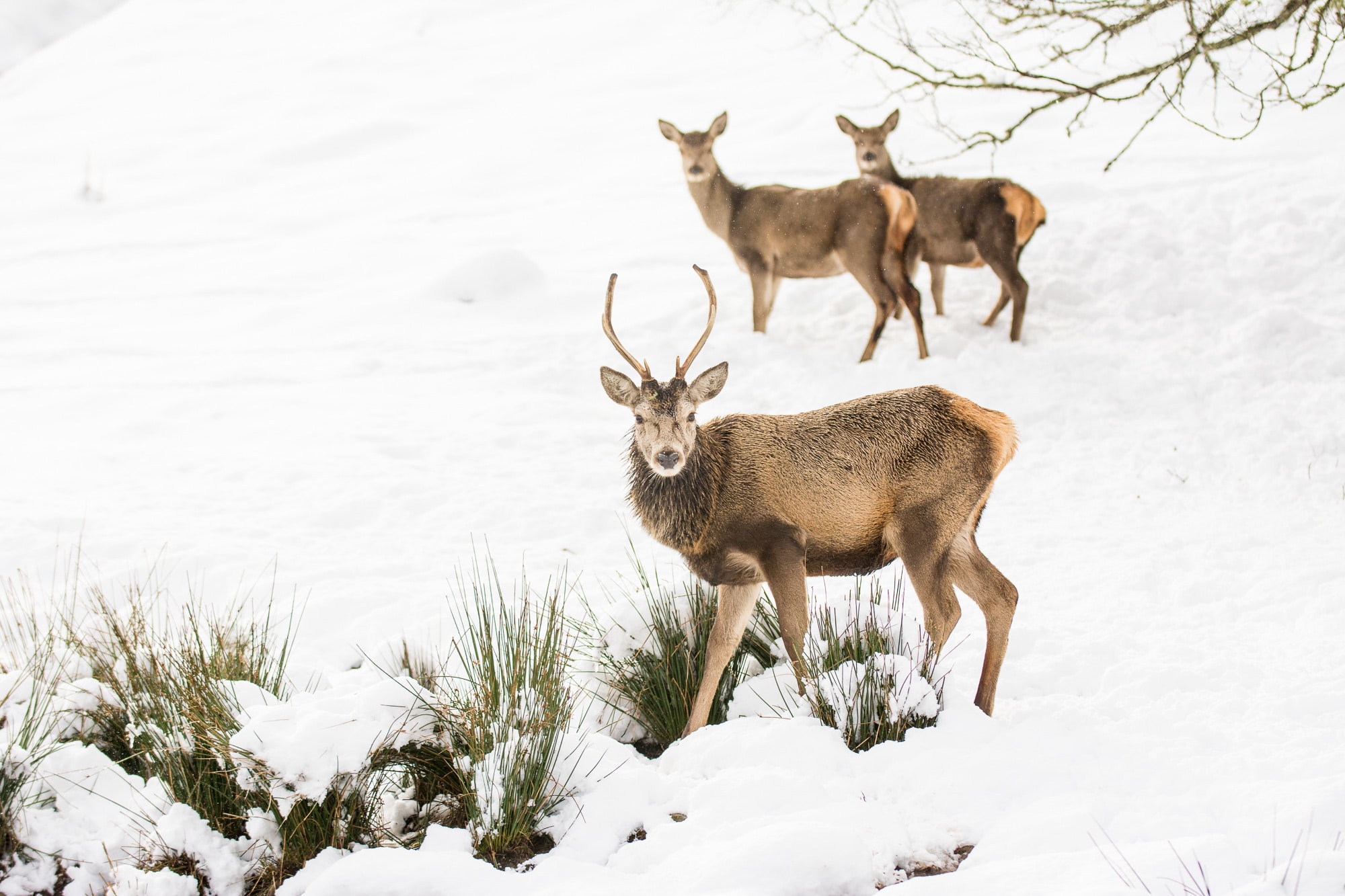 Wildlife holidays in Scotland - red deer family frolicking in the snow