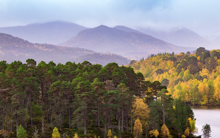 Forests of Glen Affric in Scotland