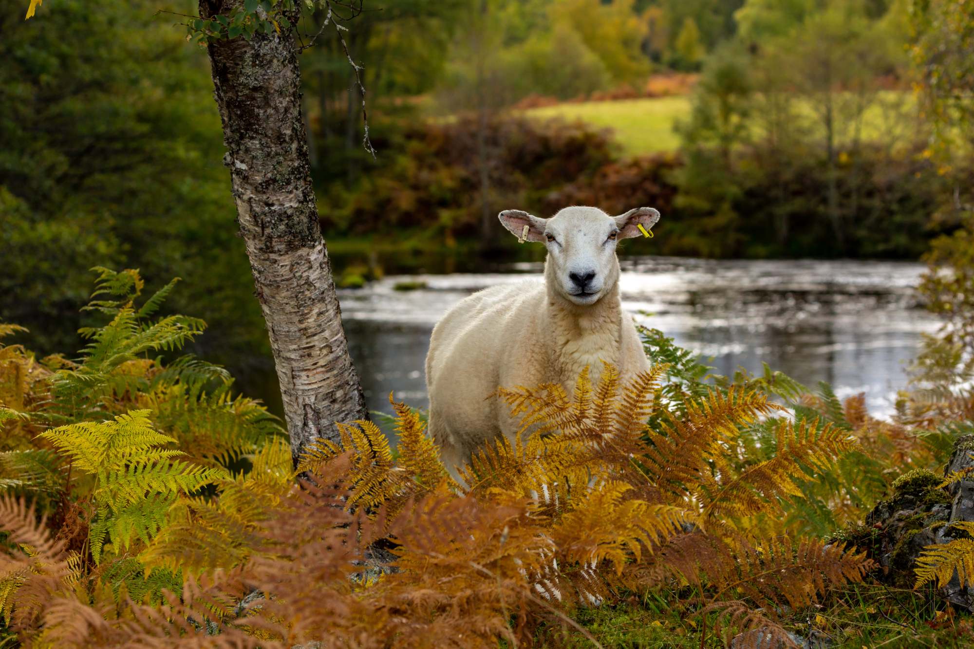 A sheep spotted in the wilderness at Glen Strathfarrar