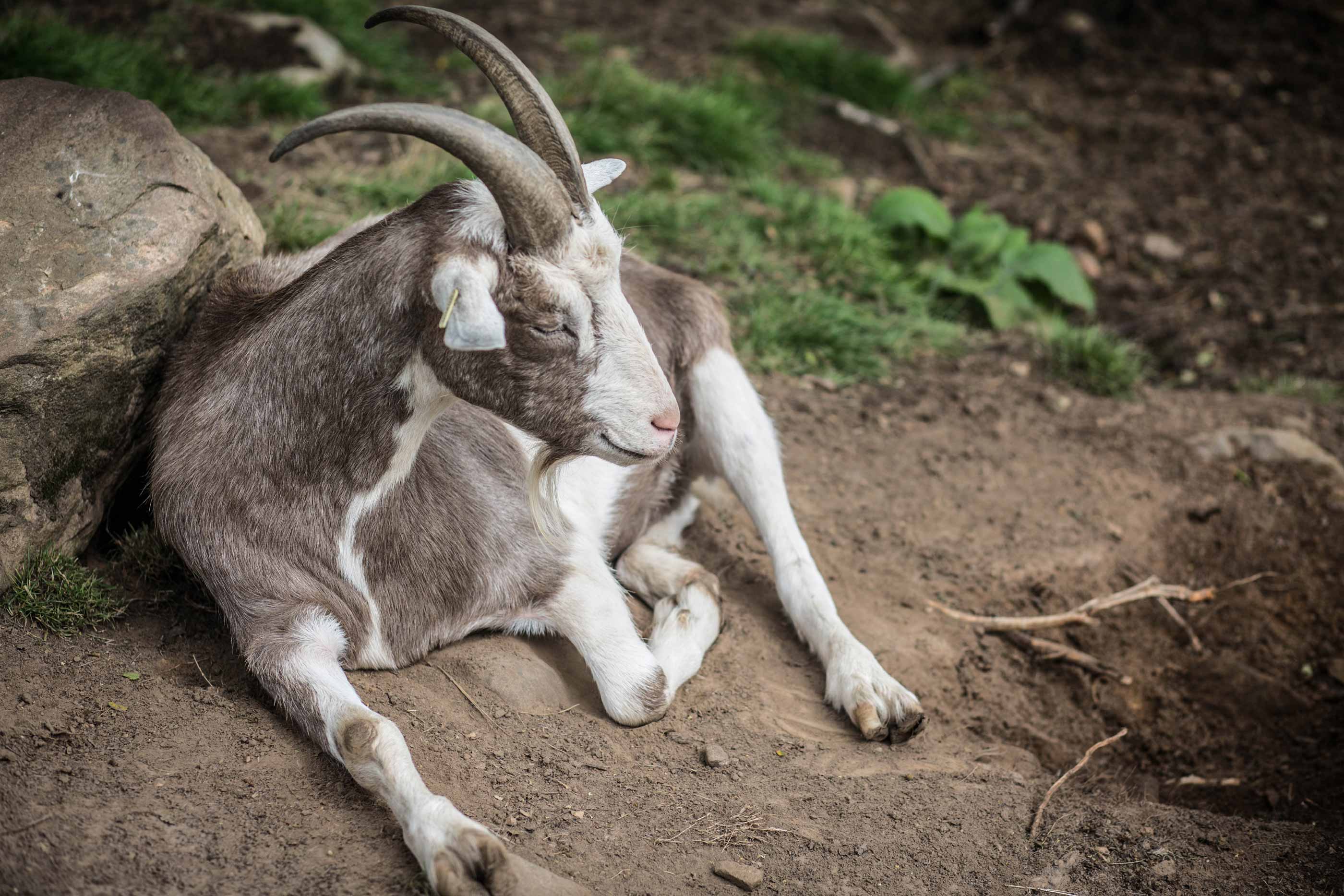 Pet Goat at Eagle Brae