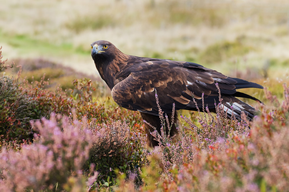 Golden eagle amongst the heather