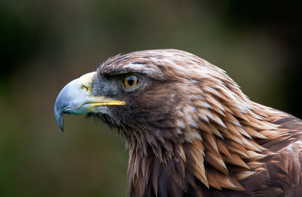 Close up of golden eagle's head
