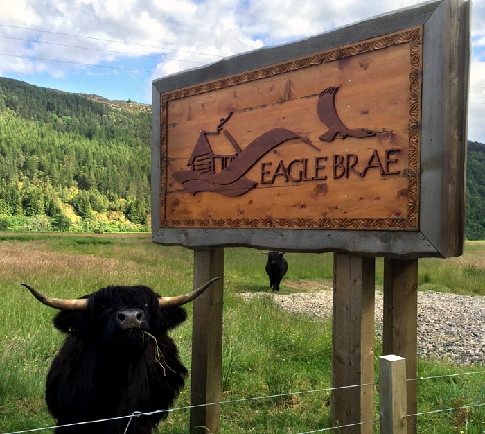 Black highland cow standing next to Eagle Brae sign at main gate