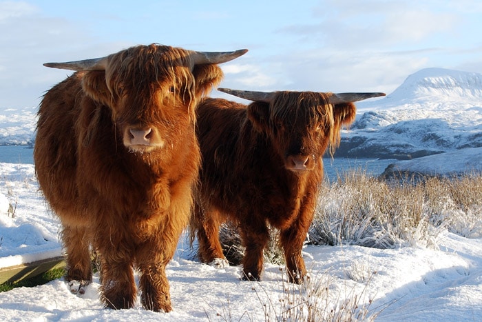 Two highland cows in the snow