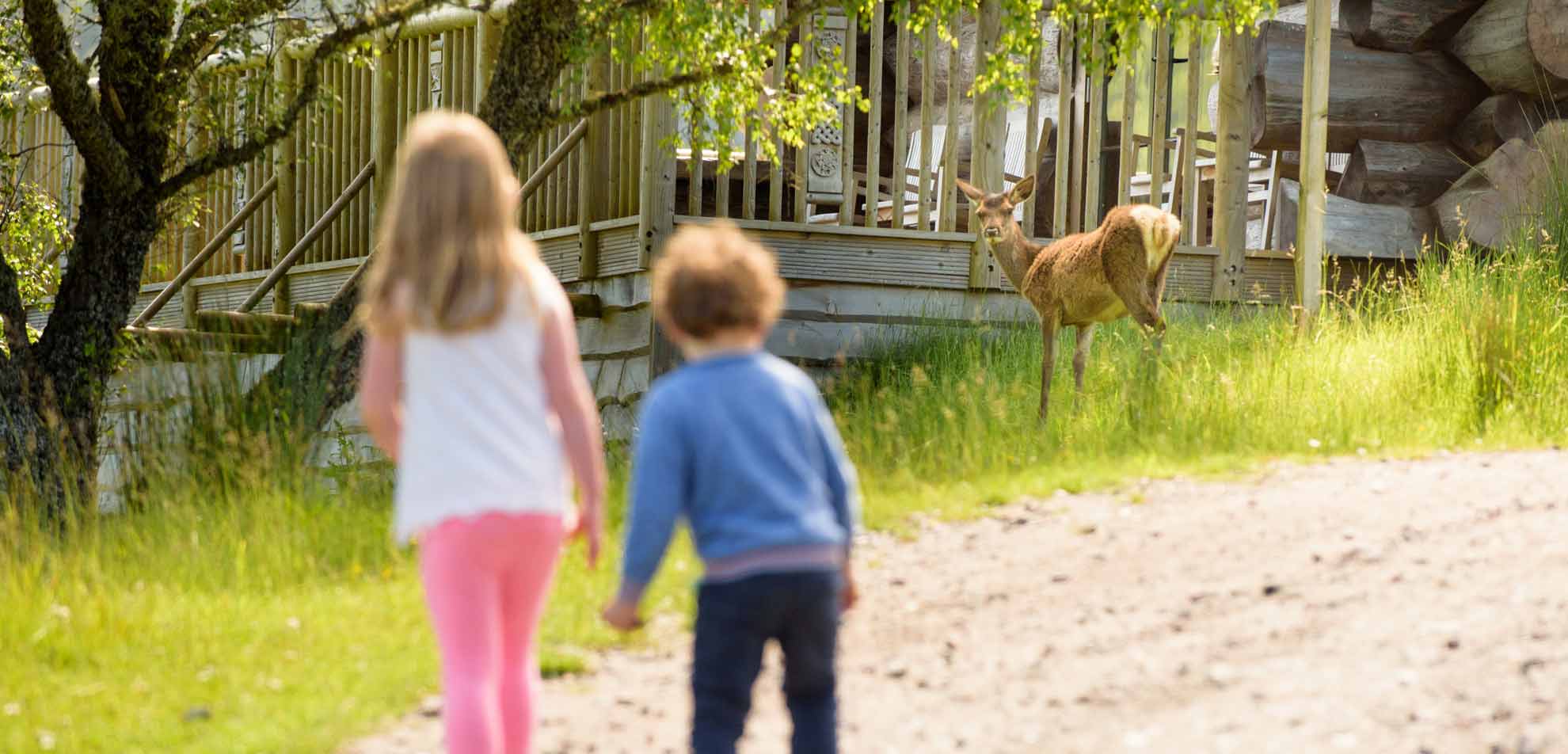 Kids watching tame deer at Eagle Brae