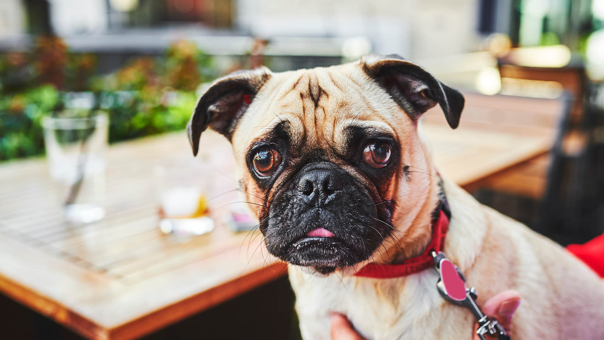 a pug in a pub