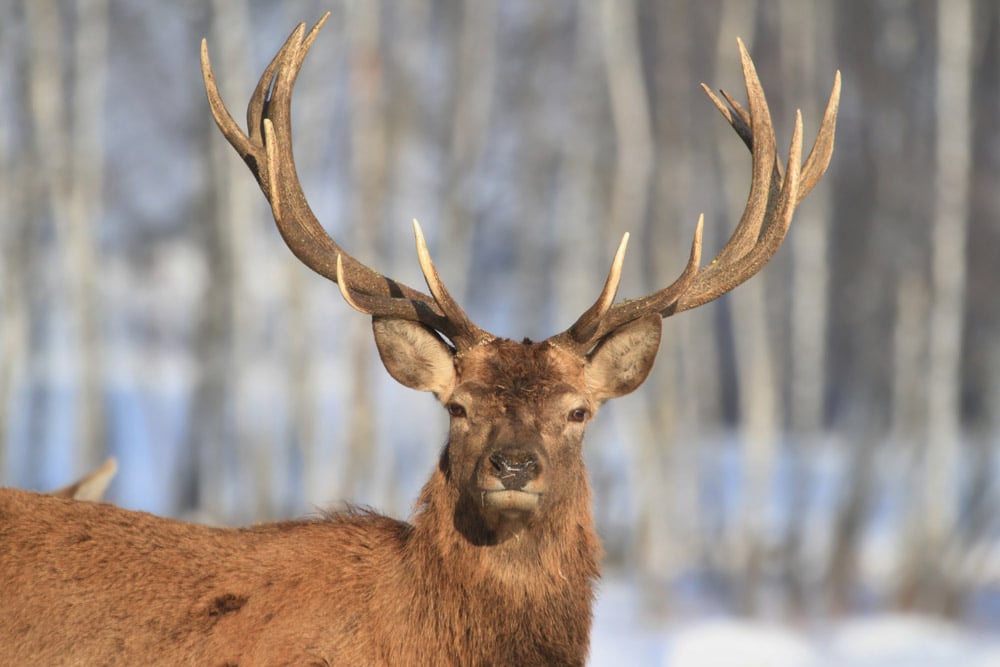 Scottish red deer in the snow