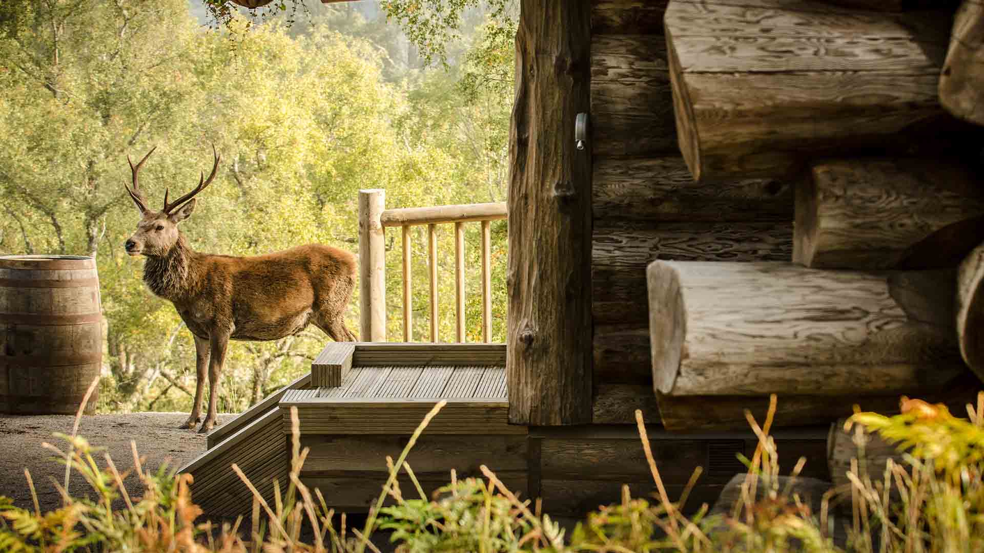 A red deer outside an Eagle Brae cabin