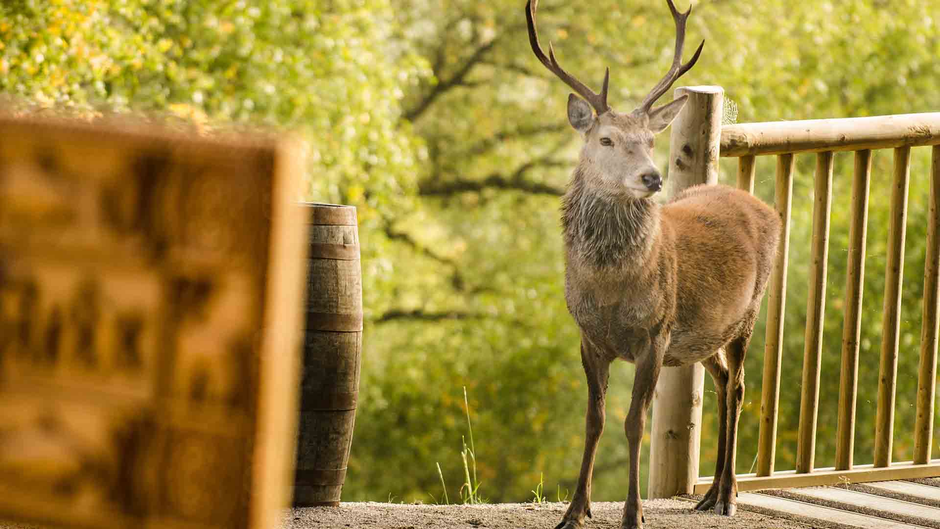 Red deer at Eagle Brae cabins