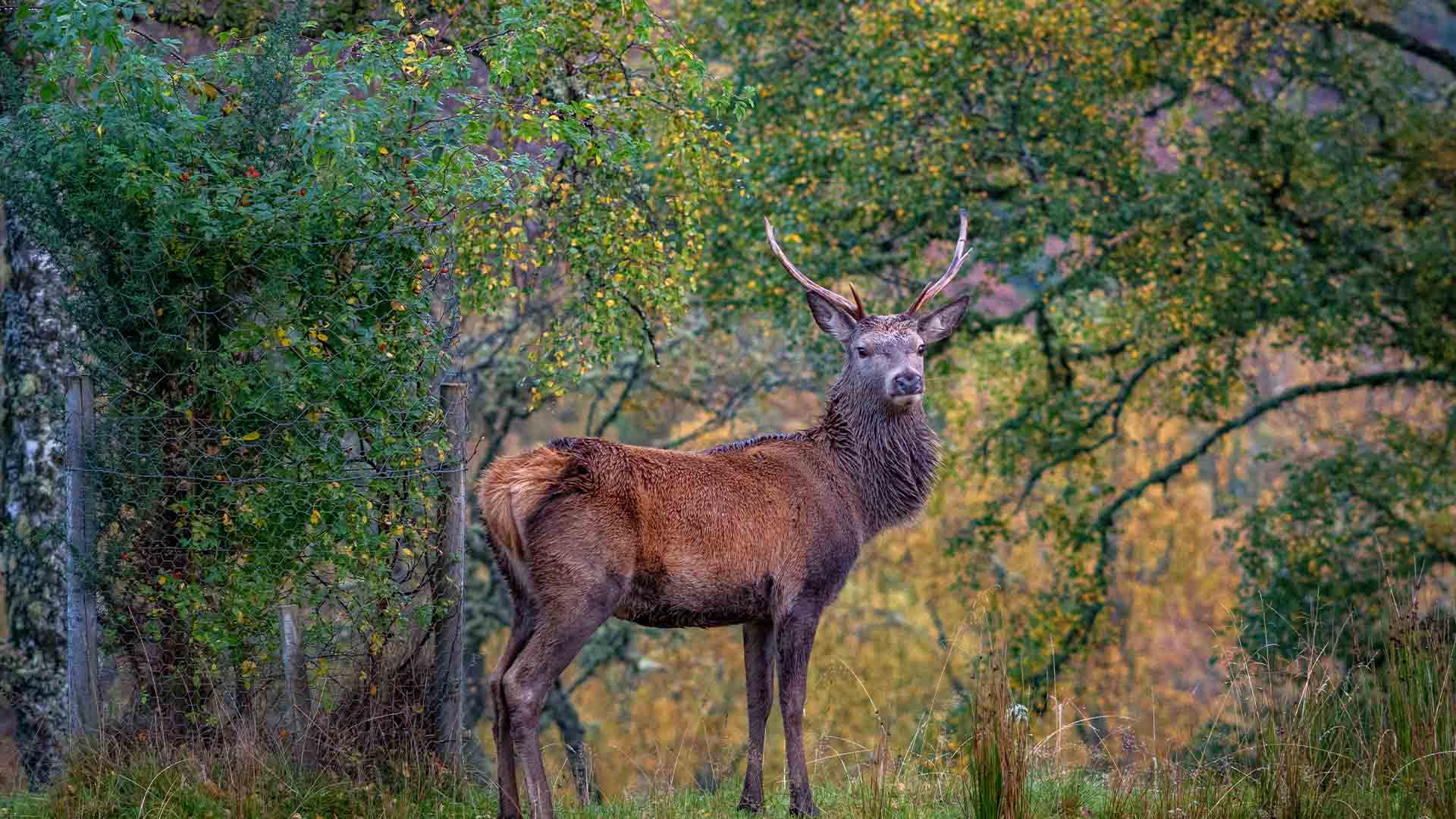 A red deer looks at the camera