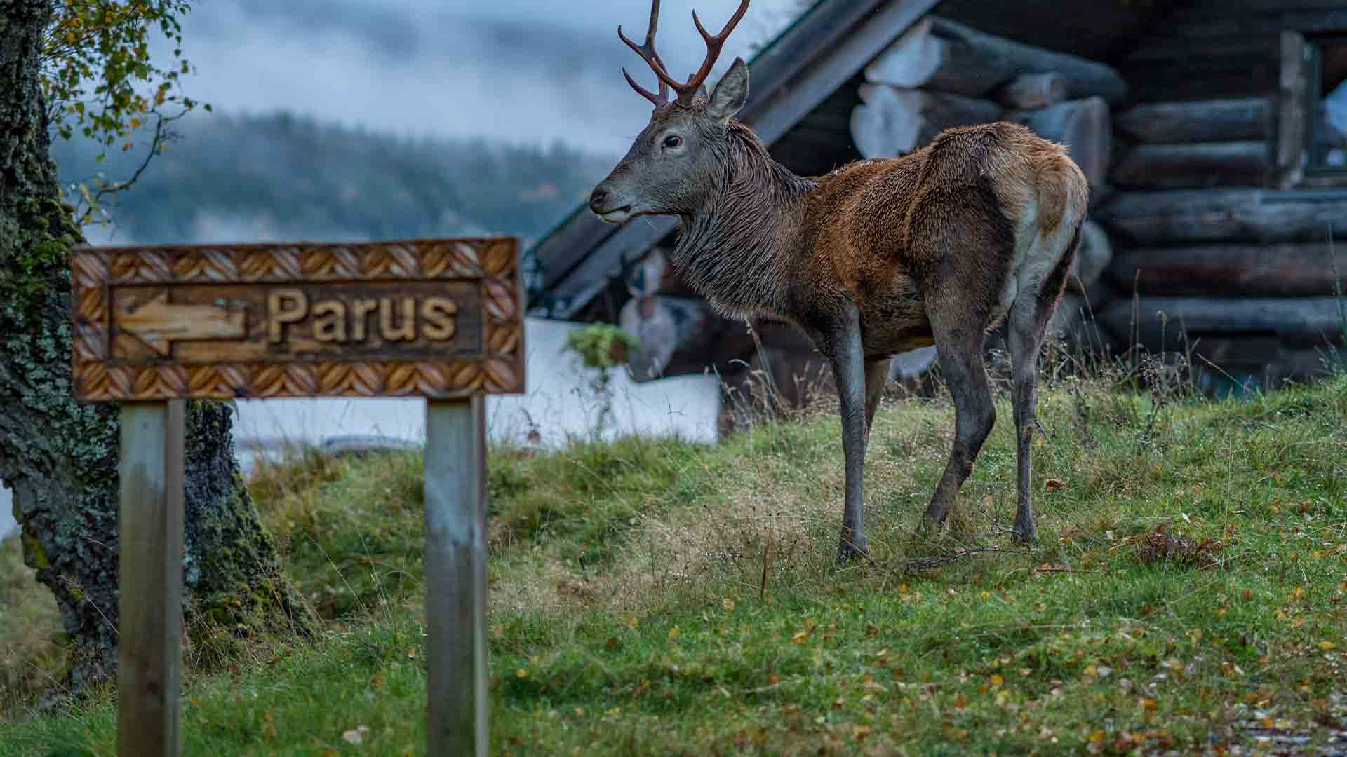 A red deer at the Parus cabin