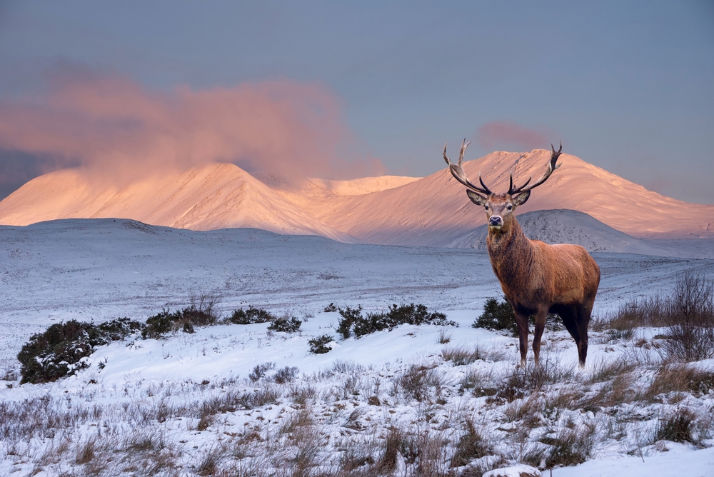 red deer in the snow in the scottish highlands 
