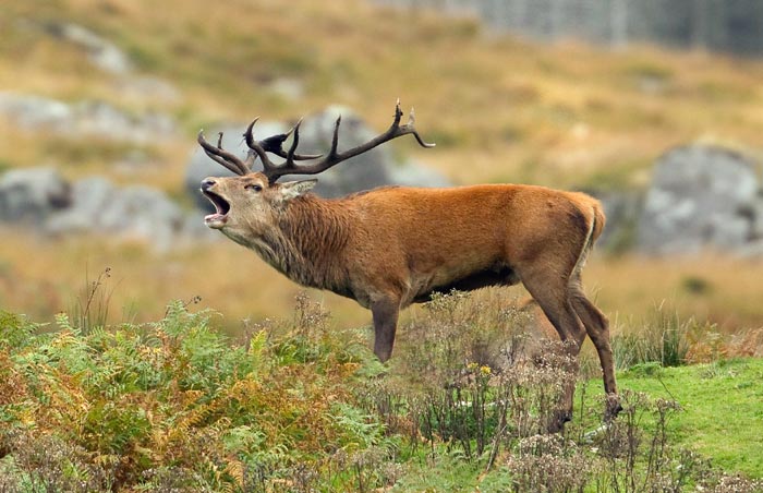 Red Deer bellowing during rutting season
