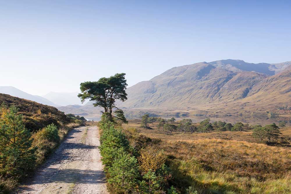 A road in Glen Affric.