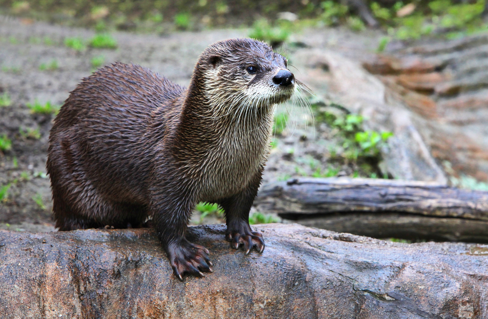 otter perched on a log