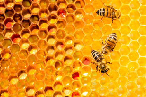 closeup of bees on honeycomb in apiary