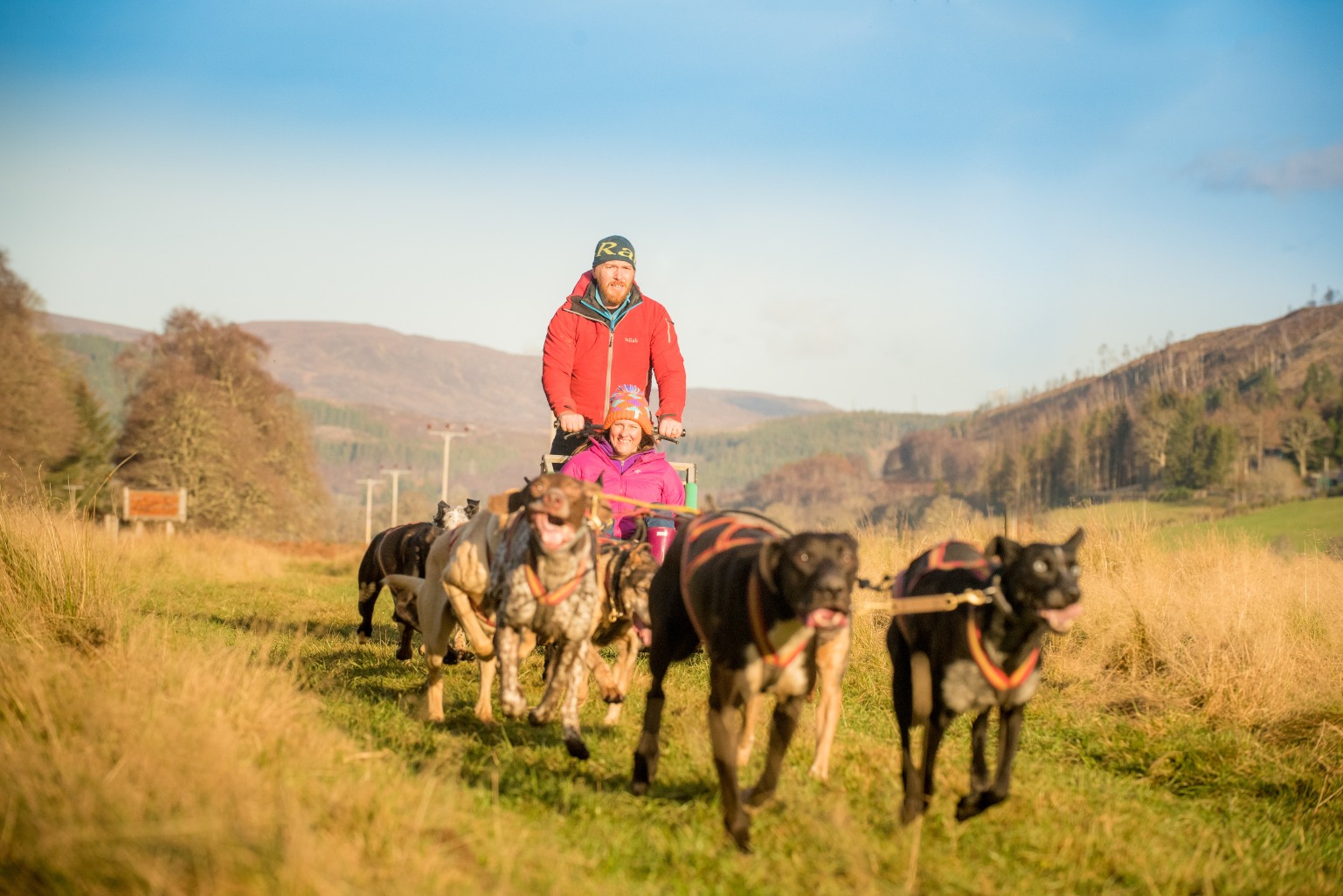 Dog Sledding in Scotlands Highlands