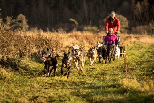 Dog Sledding through the scottish highlands