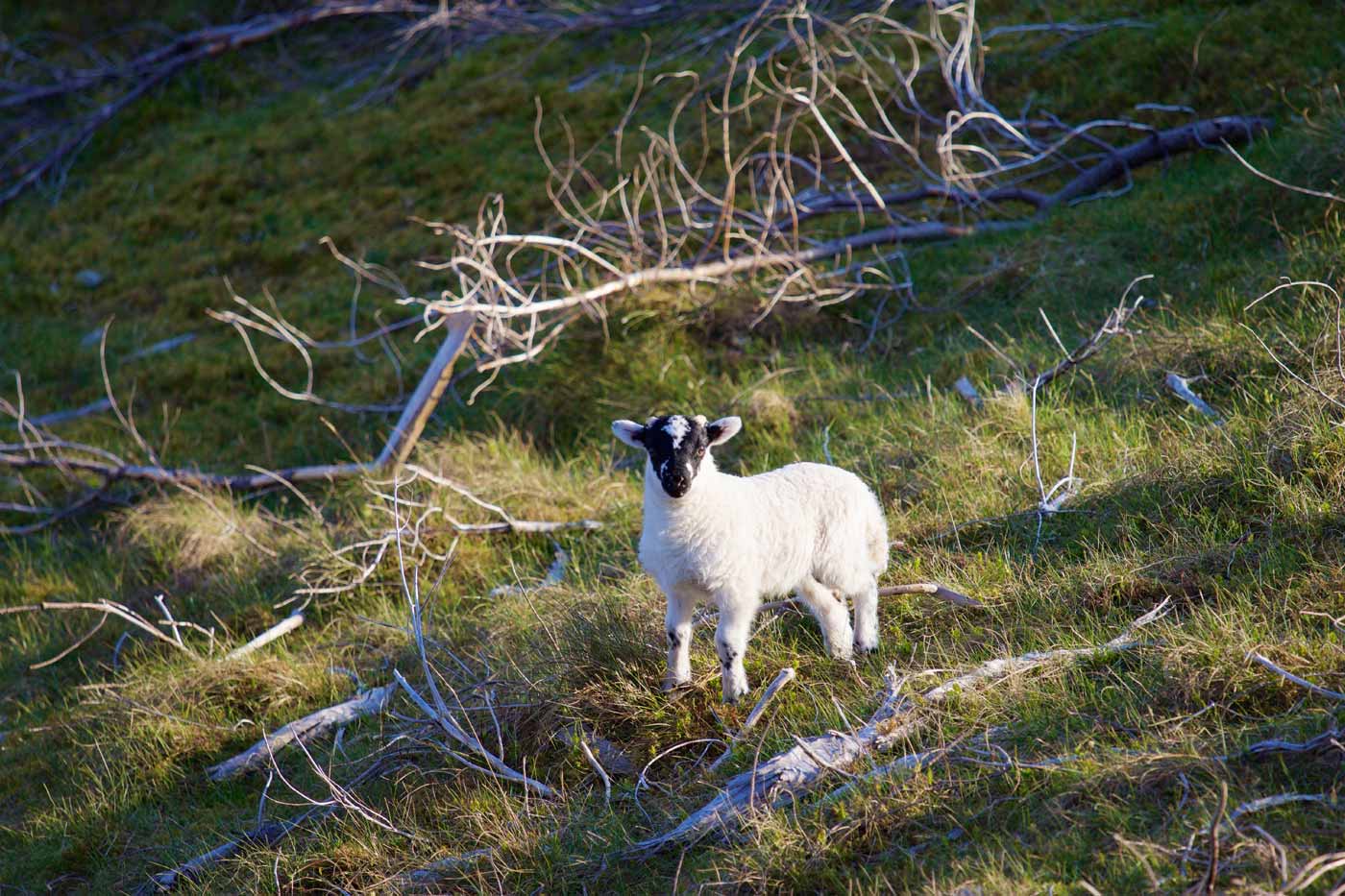 A spring lamb in the Scottish Highands