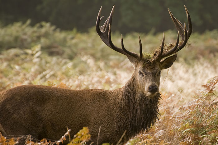 a stag at eagle brae